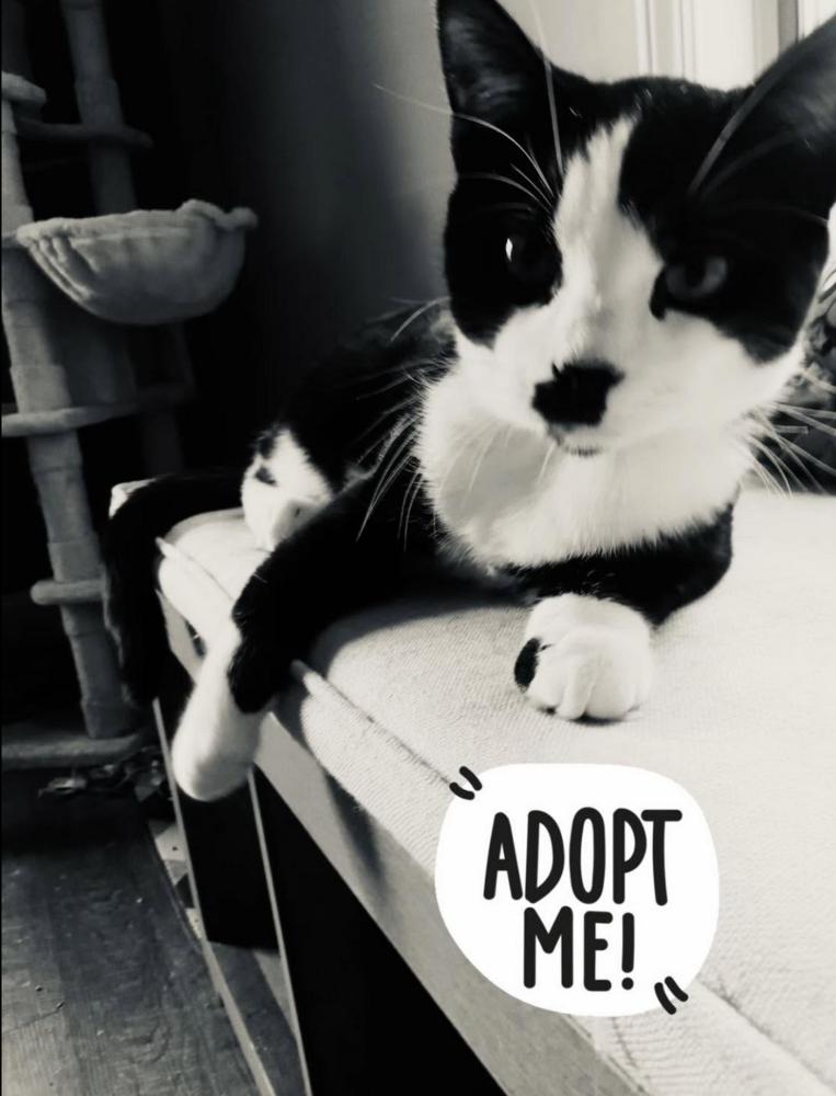 Charlie Chaplin, a Adoptable mixed breed in Warren, CT image 2/6