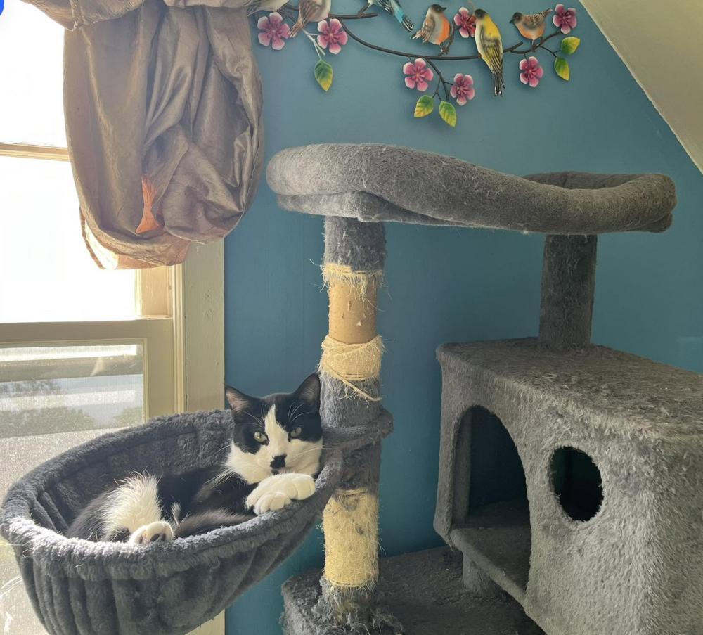 Charlie Chaplin, a Adoptable mixed breed in Warren, CT image 6/6
