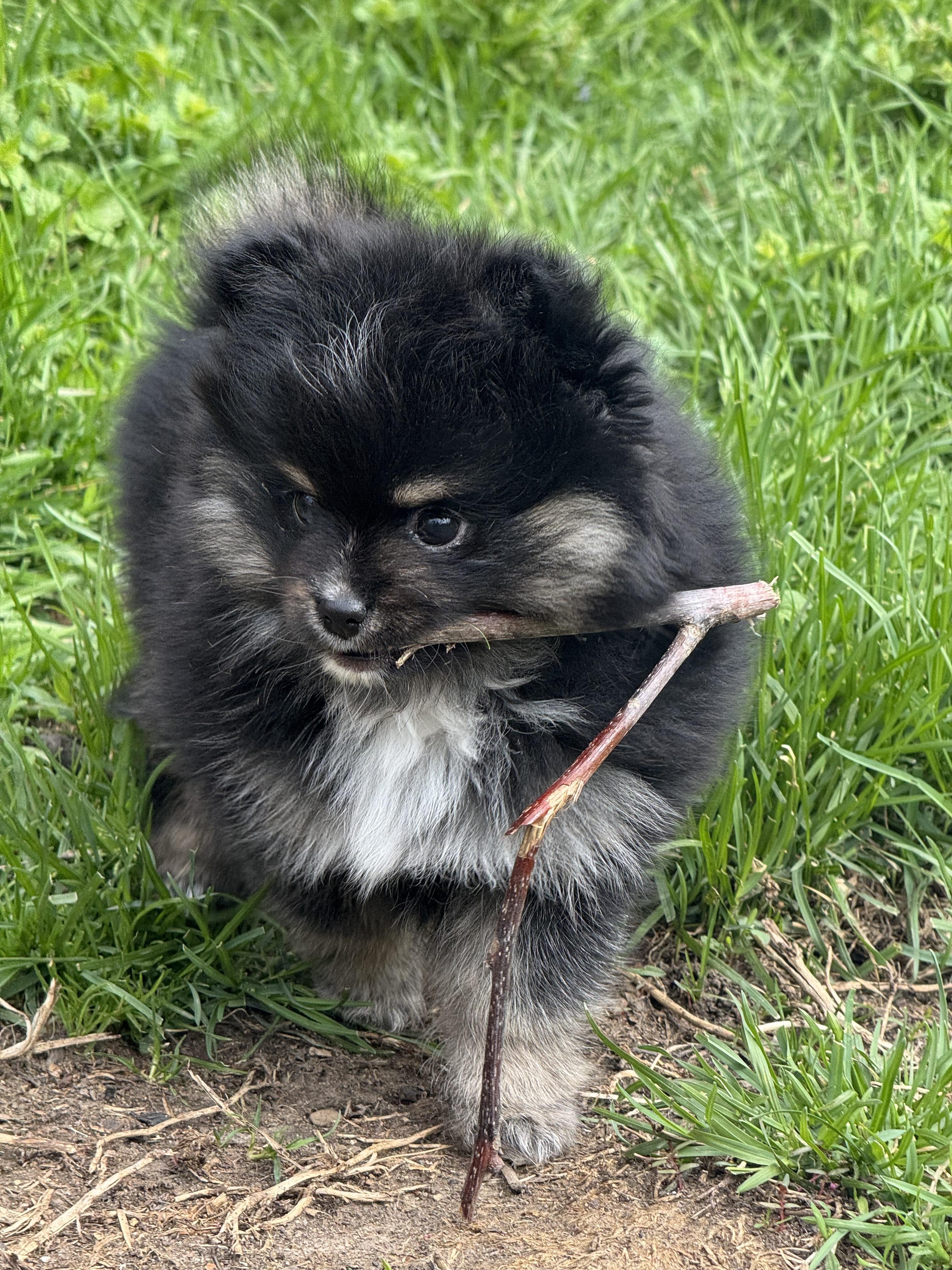 Sprout, a ADOPTABLE mixed breed in Vernon Hills, IL image 2/4