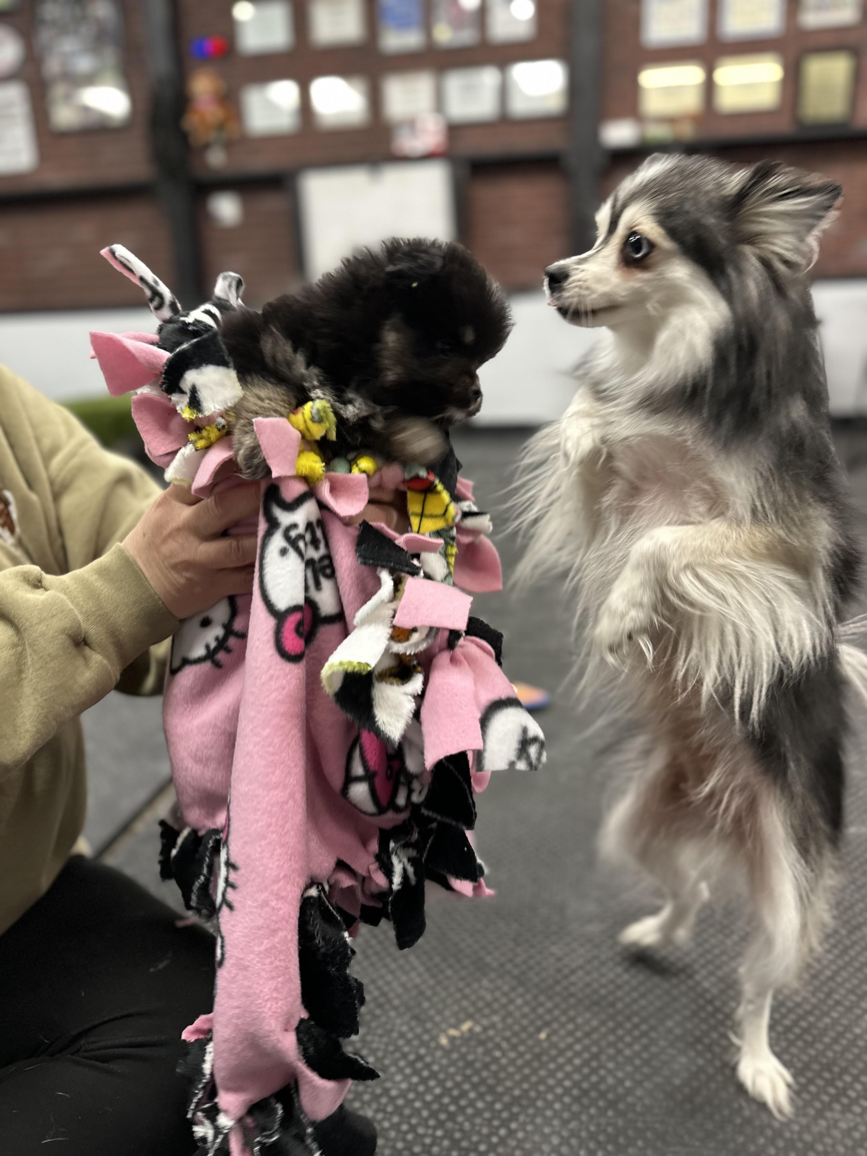 Sprout, a ADOPTABLE mixed breed in Vernon Hills, IL image 4/4