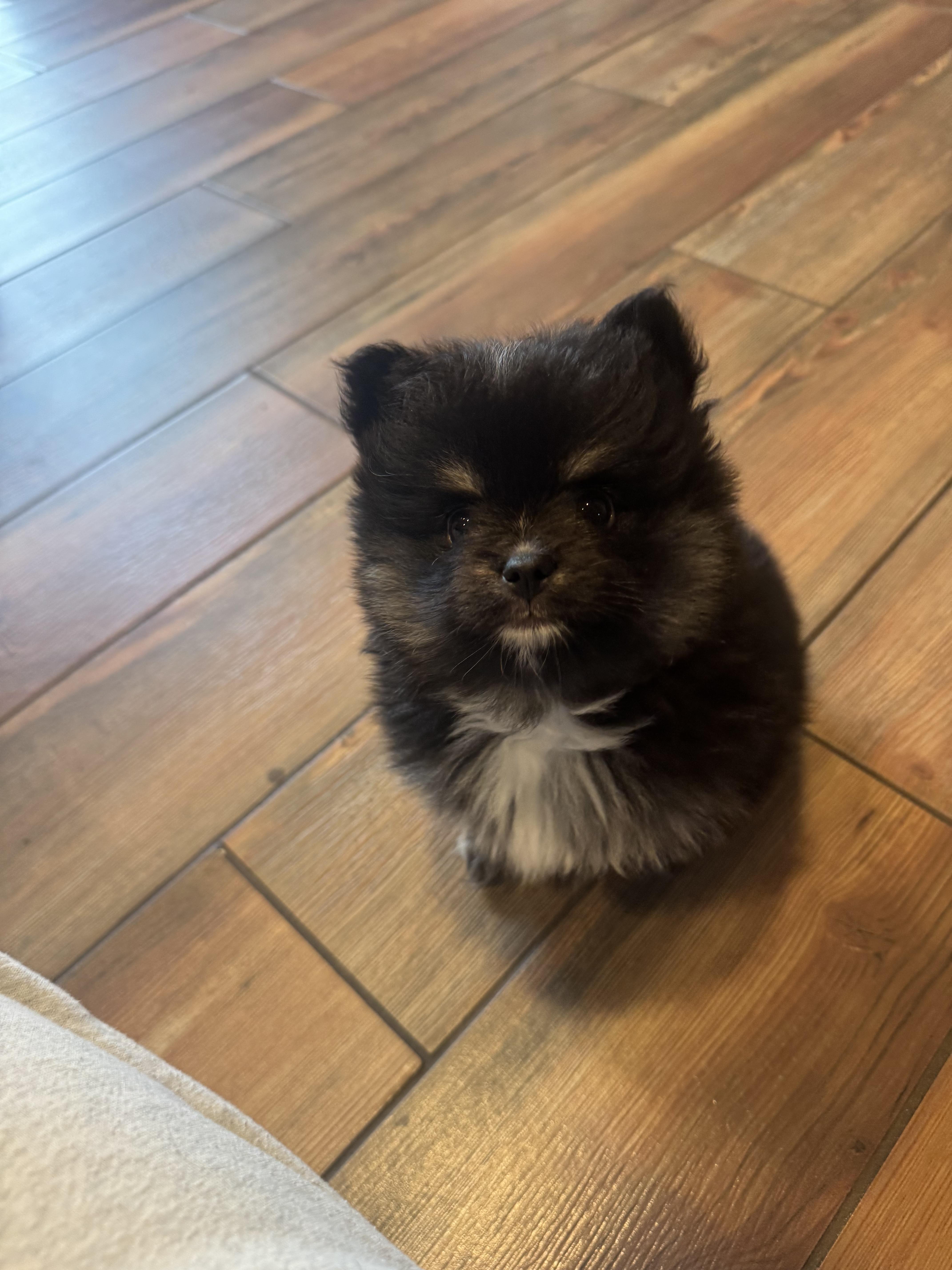 Sprout, a ADOPTABLE mixed breed in Vernon Hills, IL image 3/4