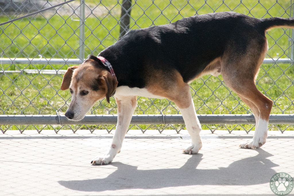 Dog for adoption Leroy, a Hound in Potsdam, NY Petfinder