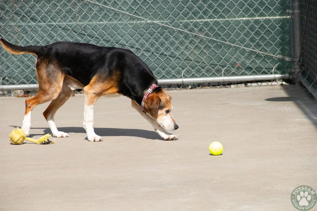 Dog for adoption Leroy, a Hound in Potsdam, NY Petfinder