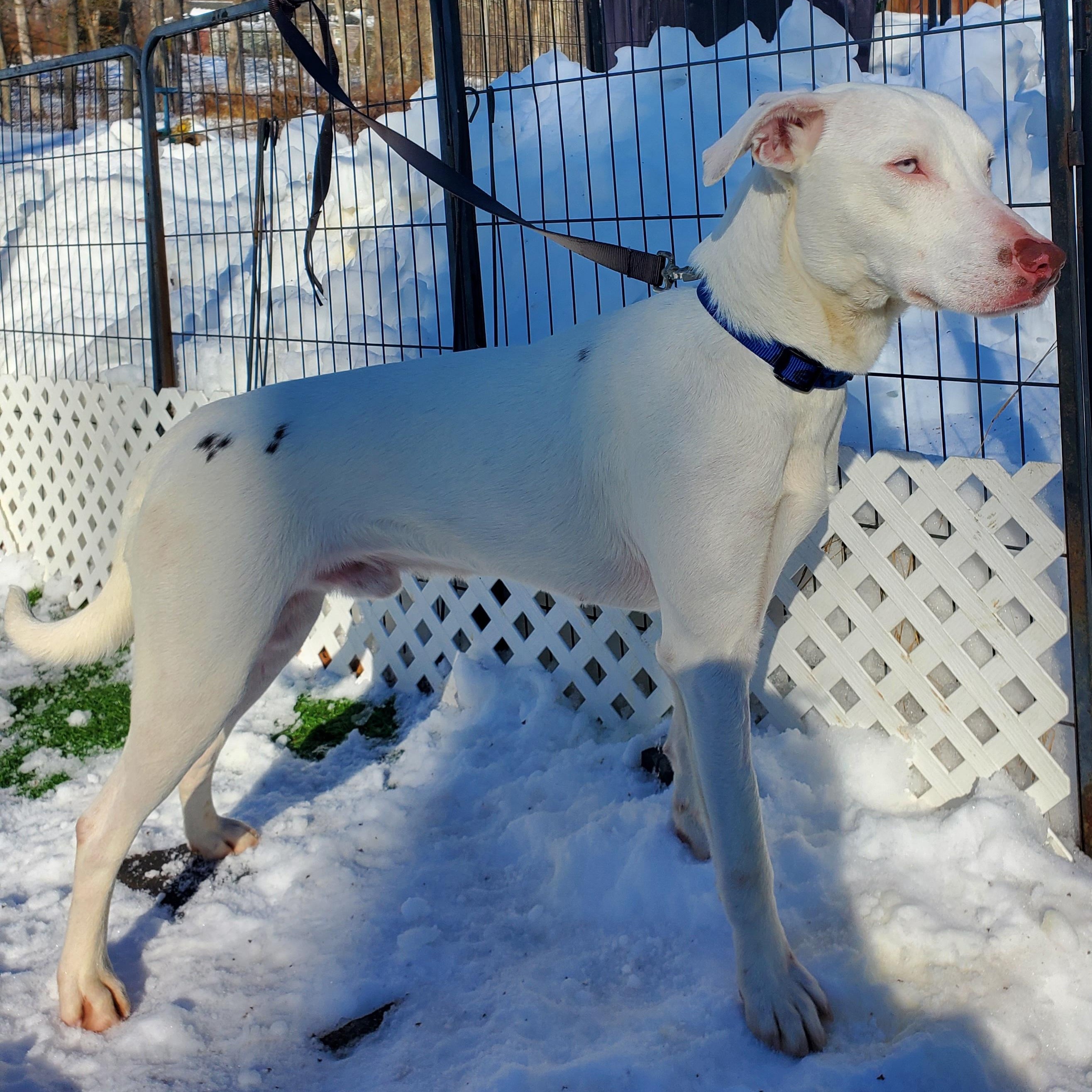 Enlarge Damon Blue Eyes , a Adoptable mixed breed in Blairstown, NJ image 4/5