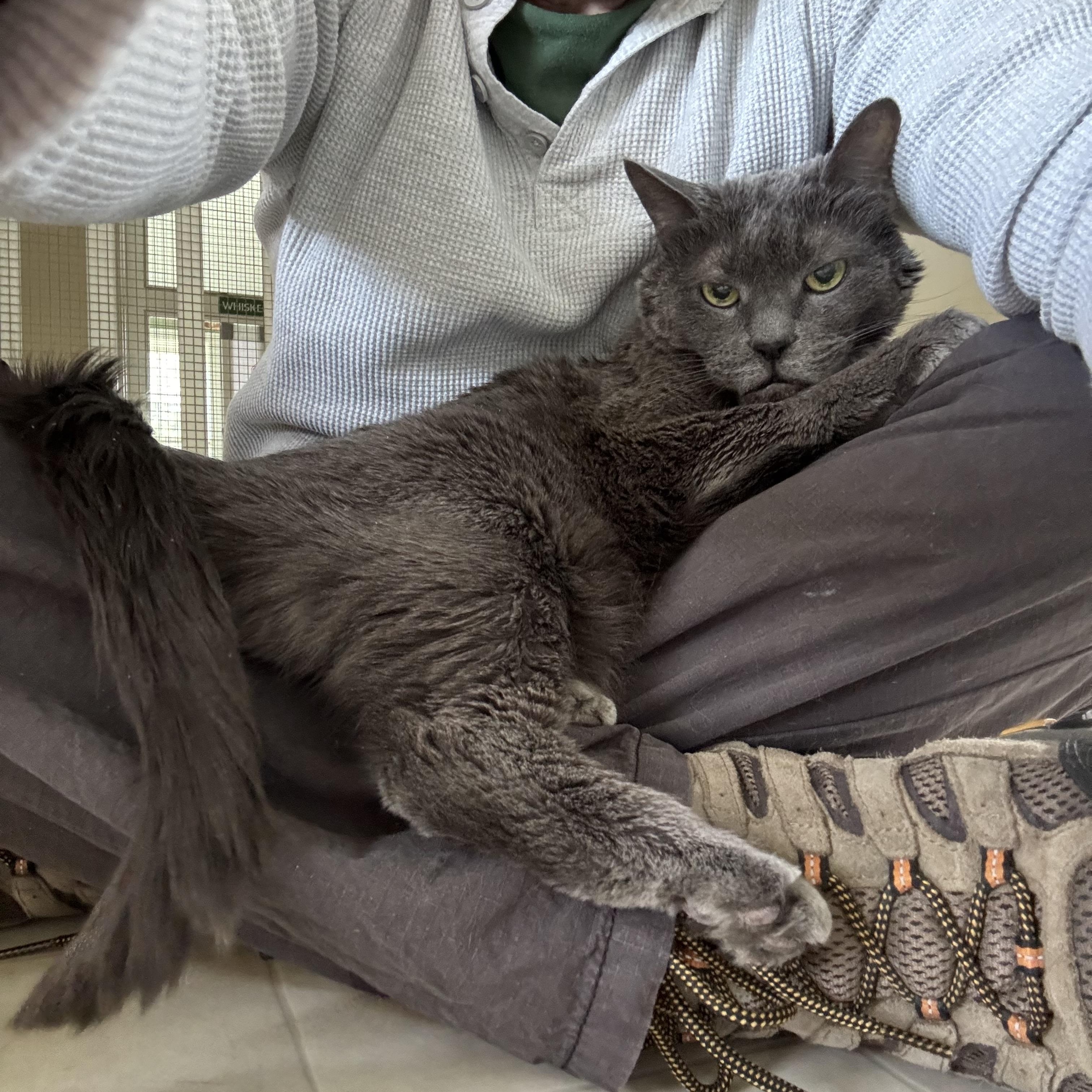 Enlarge Misty - Foster Needed!, a ADOPTABLE Domestic Short Hair in Queenstown, MD image 1/5