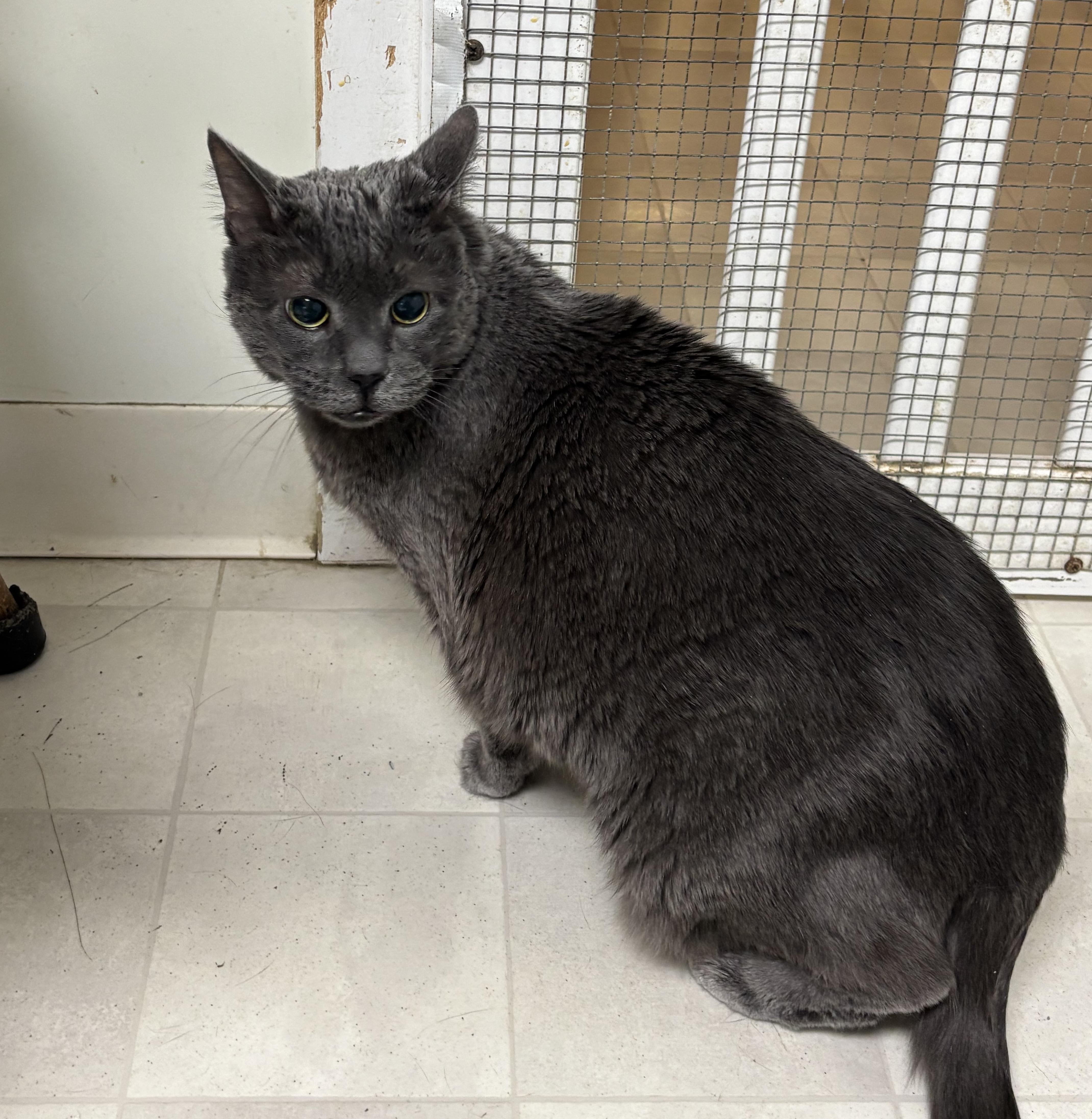 Enlarge Misty - Foster Needed!, a ADOPTABLE Domestic Short Hair in Queenstown, MD image 4/5