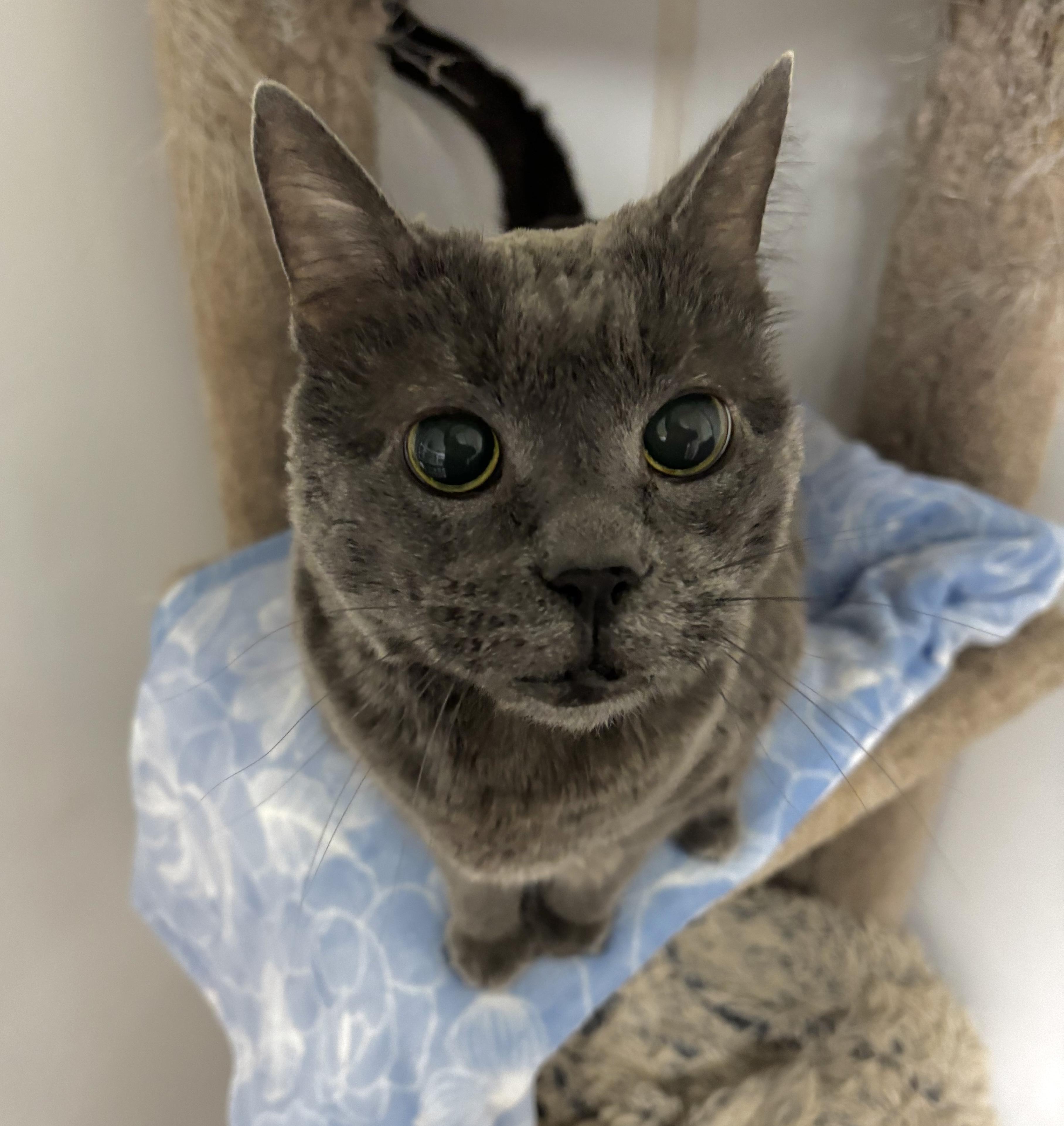 Enlarge Misty - Foster Needed!, a ADOPTABLE Domestic Short Hair in Queenstown, MD image 3/5