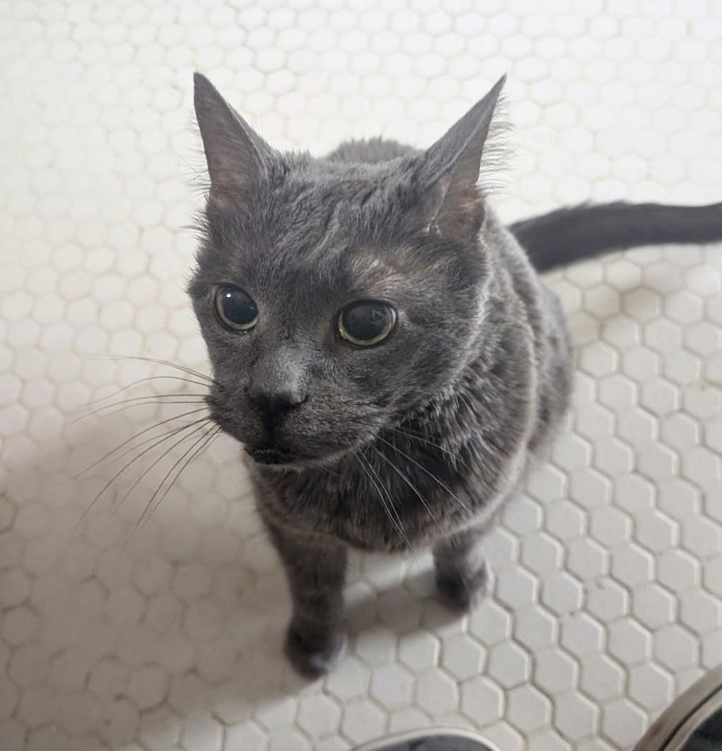 Enlarge Misty - Foster Needed!, a ADOPTABLE Domestic Short Hair in Queenstown, MD image 5/5