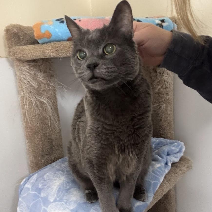 Enlarge Misty - Foster Needed!, a ADOPTABLE Domestic Short Hair in Queenstown, MD image 2/5