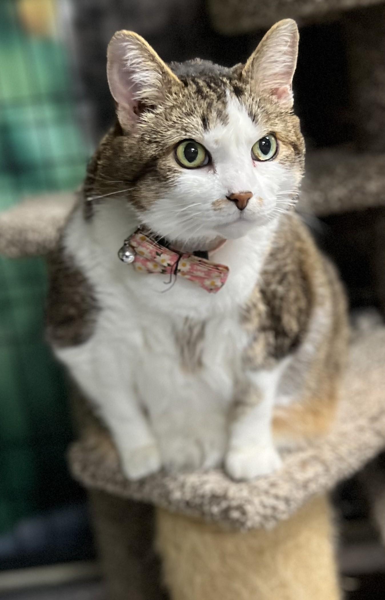 Luna, Adult Female unknown