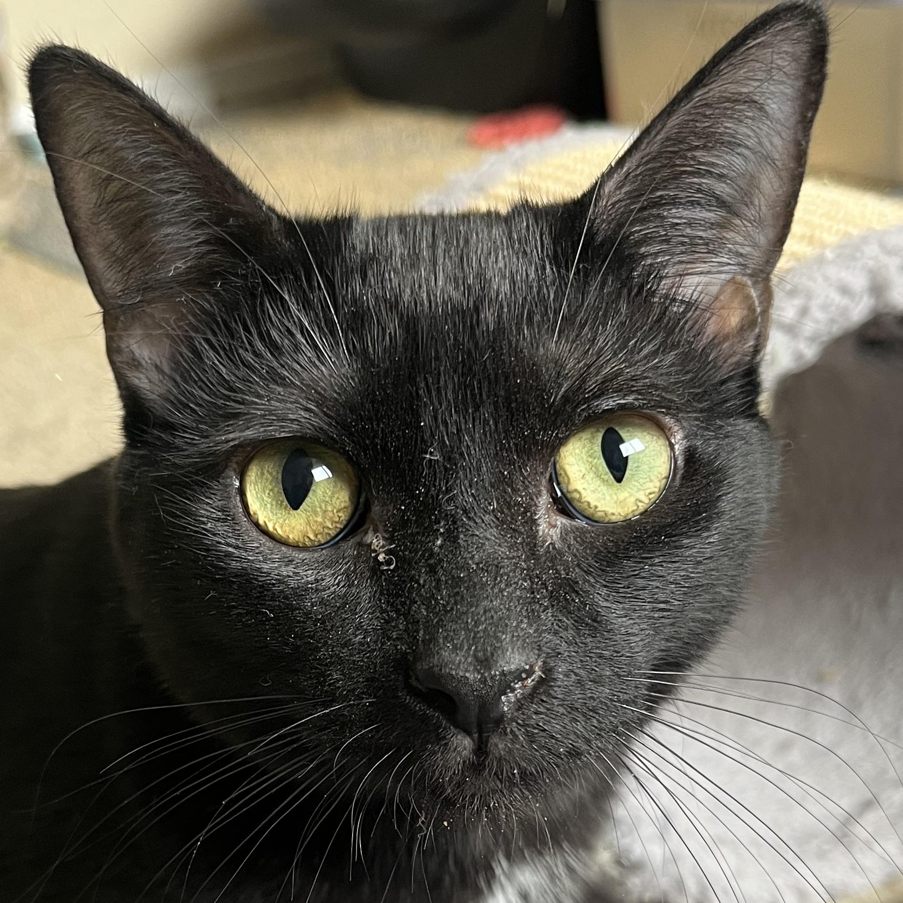 Jade, Adoptable, Young Female Domestic Short Hair.