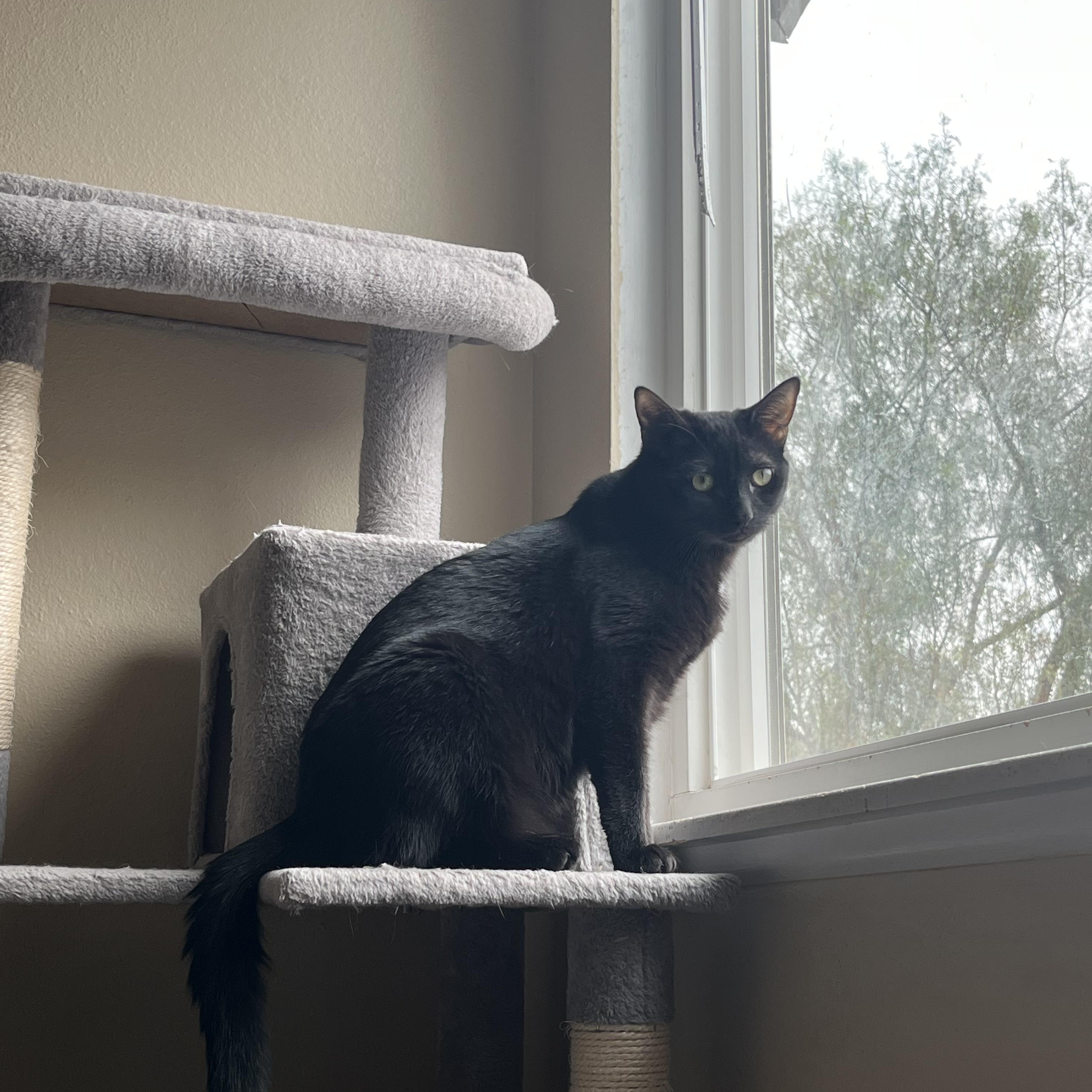 Jade — thumbnail 4