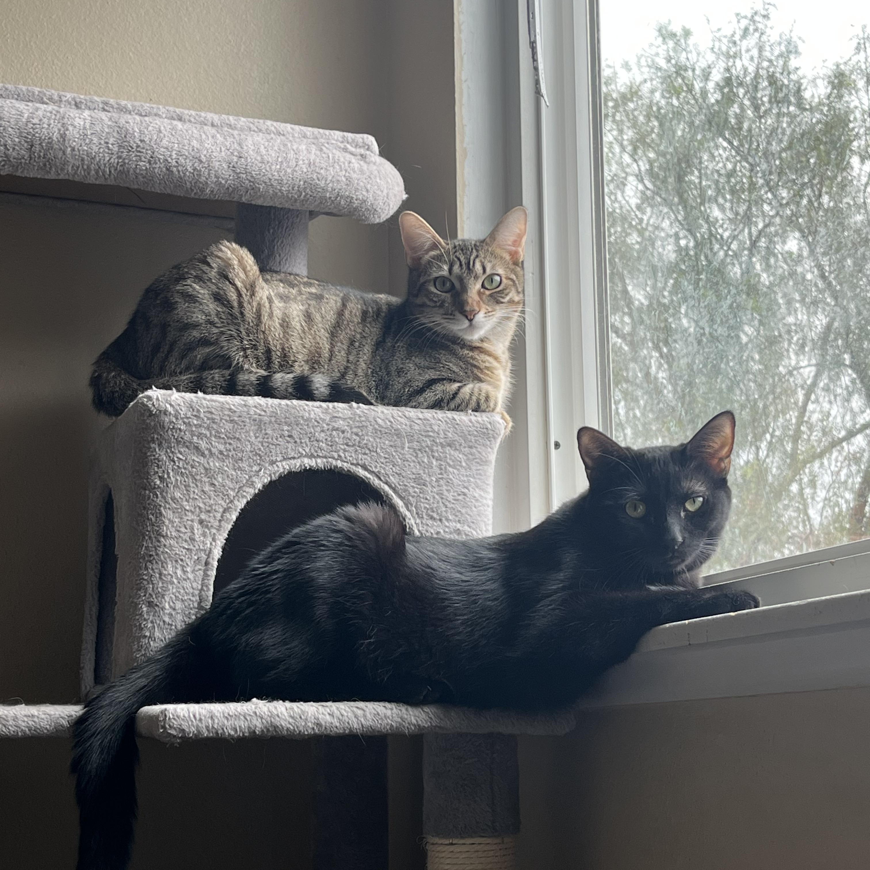 Jade — thumbnail 5