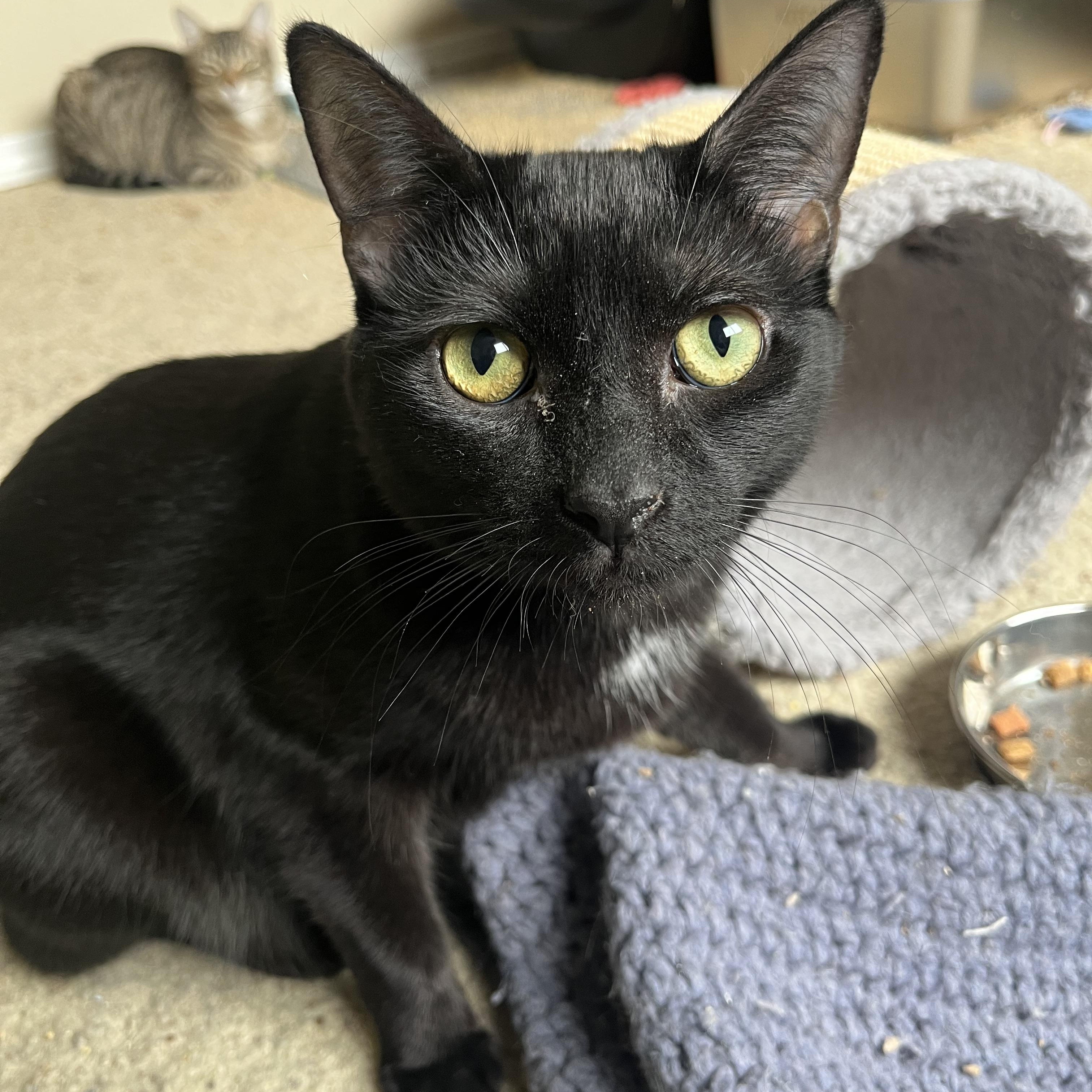 Jade, a Adoptable Domestic Short Hair in Santa Ana, CA image 4/6