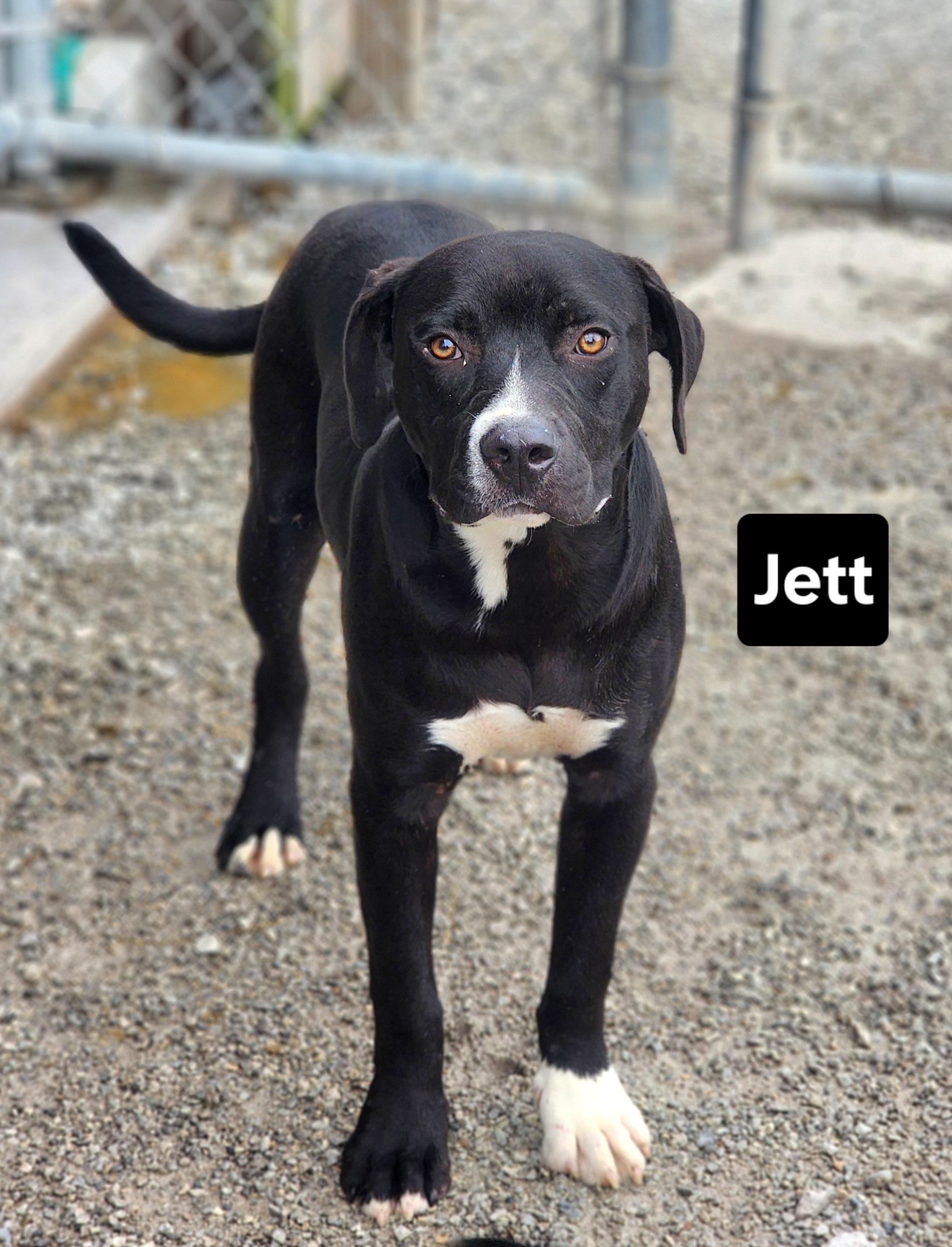 Jett, Adoptable, Puppy Male Black Labrador Retriever.