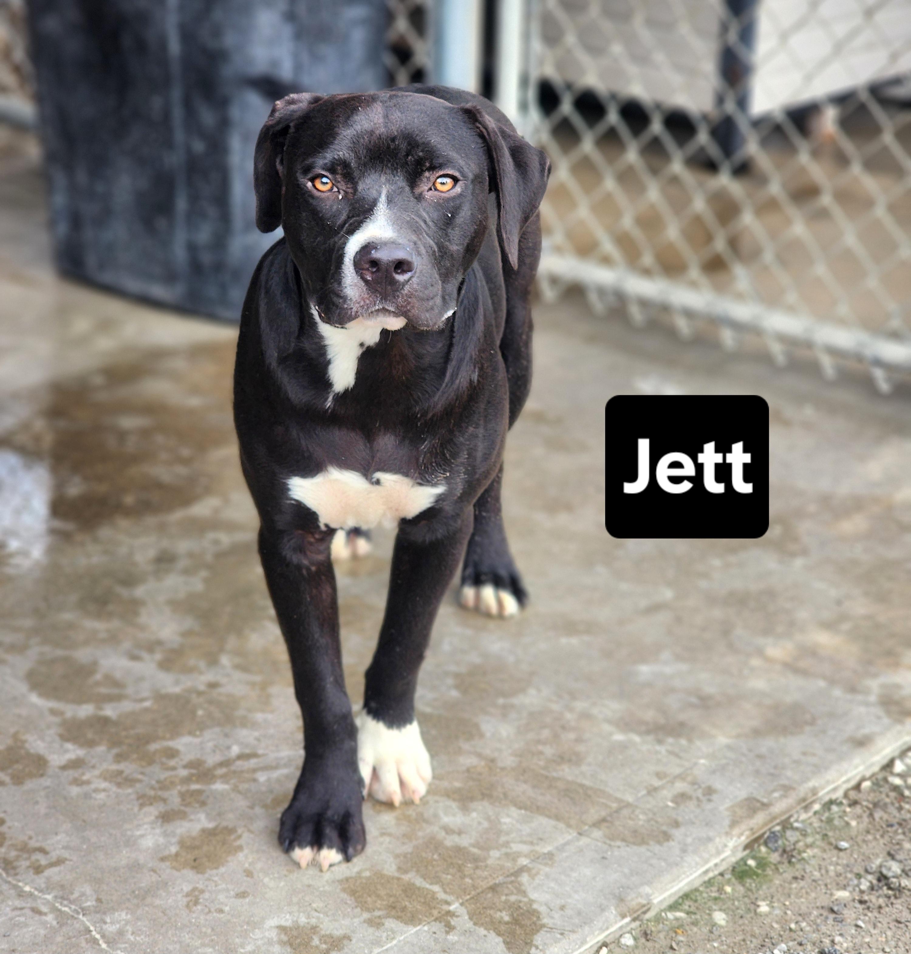 Jett, a Adoptable mixed breed in Clinton, MO image 2/2