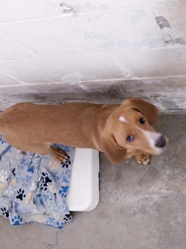 Enlarge SCOOTER, a ADOPTABLE mixed breed in Seymour, IN image 1/1