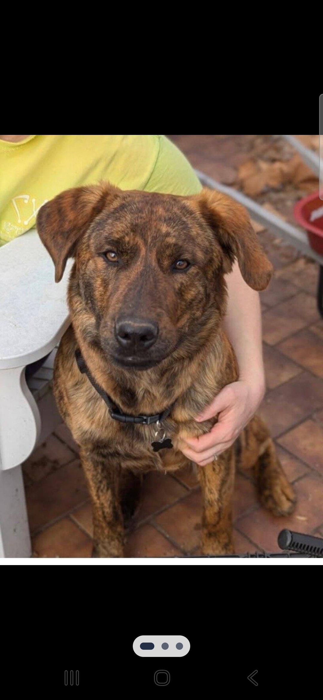 Enlarge Charles, a Adoptable mixed breed in Maryville, TN image 1/1