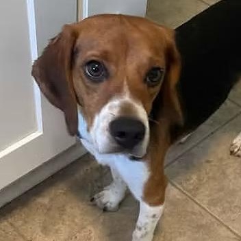 Enlarge Baljeet Tjinder, a ADOPTABLE Beagle in Racine, WI image 2/3