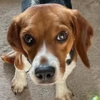 Enlarge Baljeet Tjinder, a ADOPTABLE Beagle in Racine, WI image 3/3