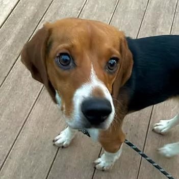 Baljeet Tjinder, ADOPTABLE, Adult Male Beagle.