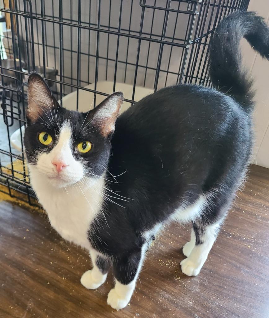 Enlarge Rebel, a Adoptable mixed breed in Portland, IN image 3/5