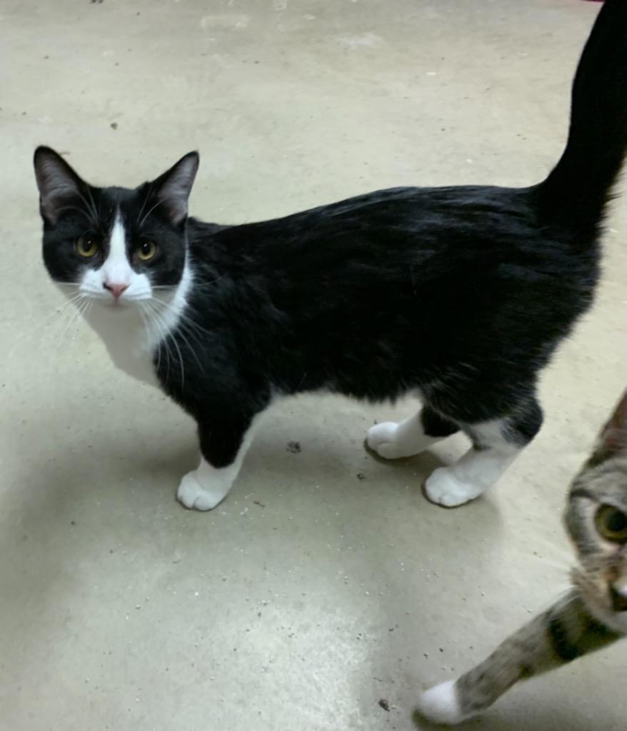 Rebel, Adoptable, Adult Male Domestic Short Hair.