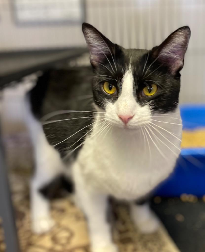 Enlarge Rebel, a Adoptable mixed breed in Portland, IN image 3/4