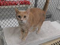 Enlarge Sloan, a Adoptable mixed breed in Ogdensburg, NY image 1/1