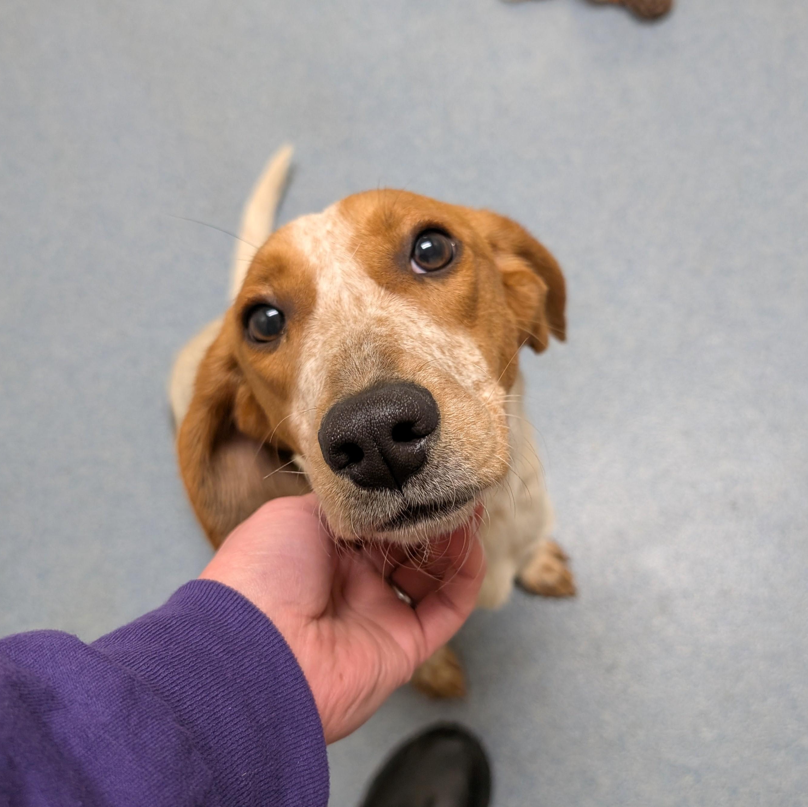 Macy, a ADOPTABLE mixed breed in Suffolk, VA image 2/3