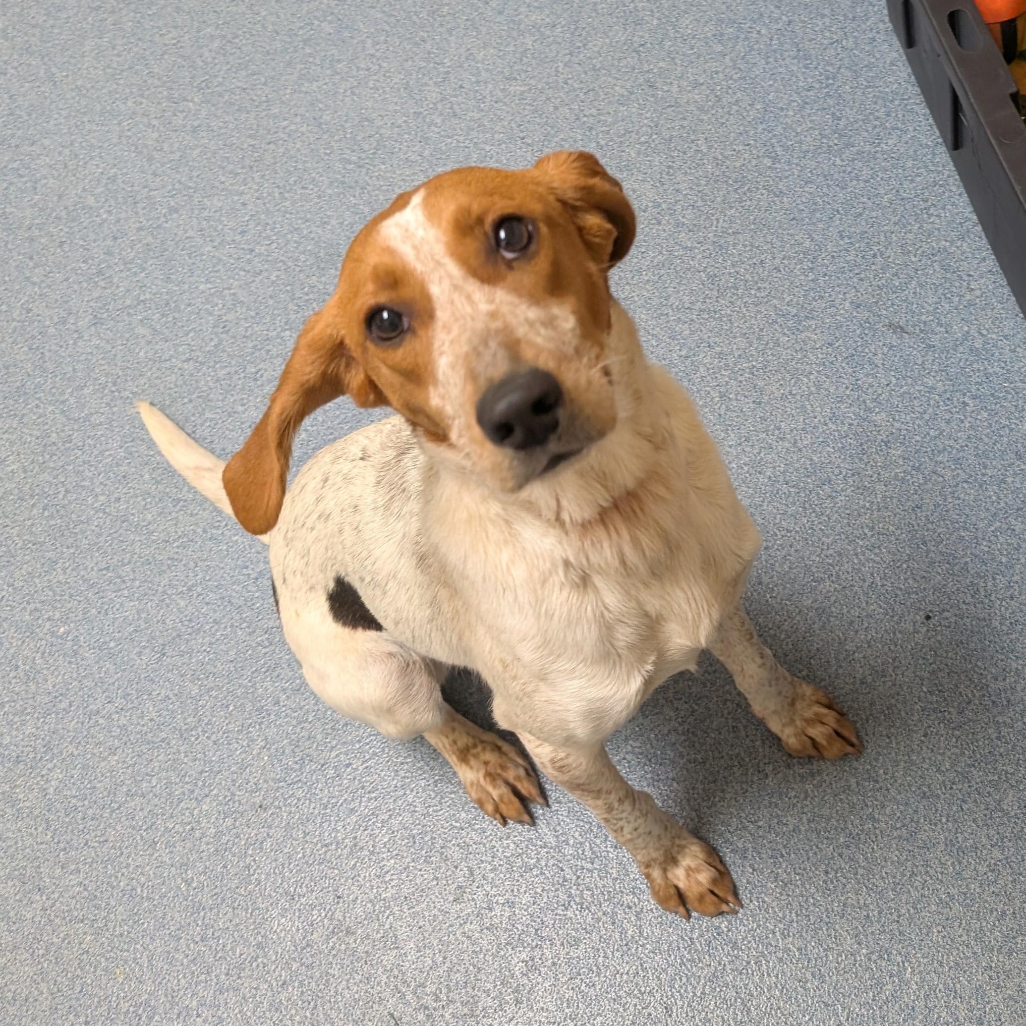 Macy, a ADOPTABLE mixed breed in Suffolk, VA image 3/3