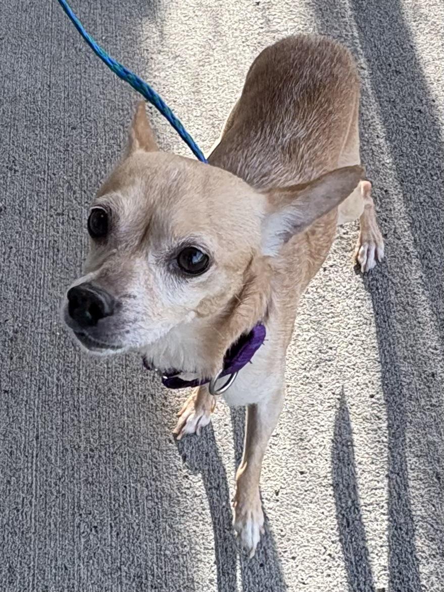 Elmer, a ADOPTABLE mixed breed in Silvana, WA image 2/2