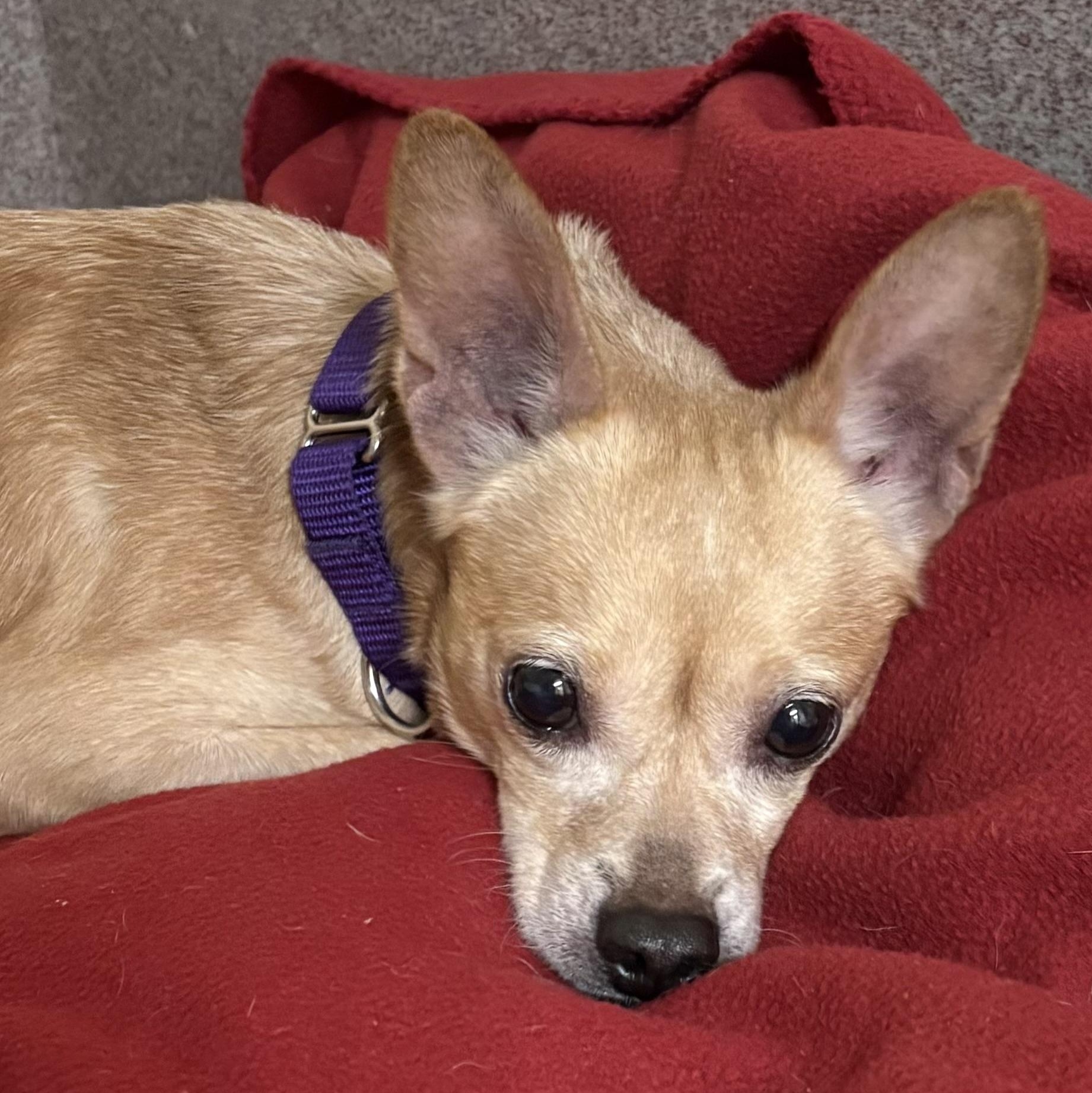 Elmer, a ADOPTABLE mixed breed in Silvana, WA image 1/2