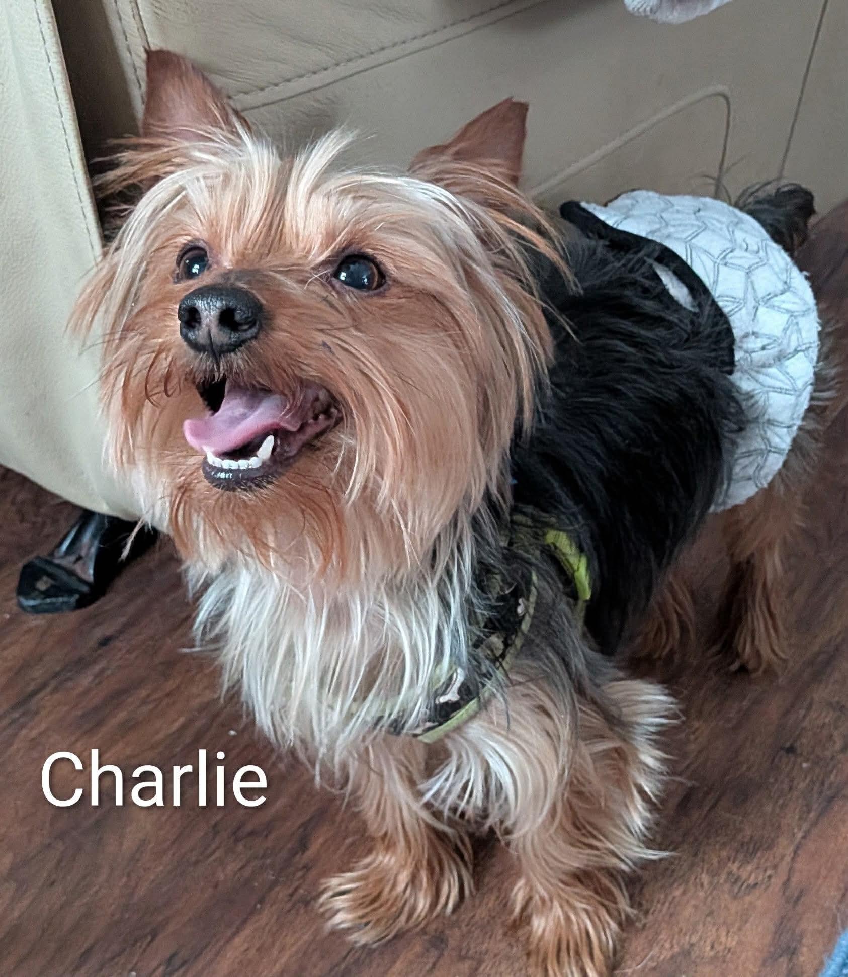 Charlie , ADOPTABLE, Adult Male Yorkshire Terrier.