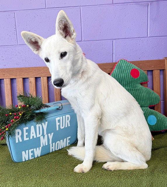 **ZIP**, Adoptable, Young Female White German Shepherd.