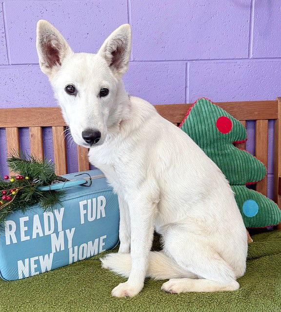 Enlarge **ZIP**, a Adoptable White German Shepherd in North Prairie, WI image 2/3
