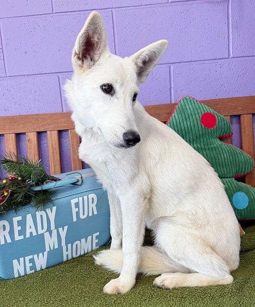 Enlarge **ZIP**, a Adoptable White German Shepherd in North Prairie, WI image 3/3