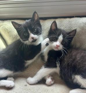 Sophie and Sinclair, ADOPTABLE, Kitten Female Domestic Short Hair.