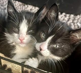 Enlarge Sophie and Sinclair, a ADOPTABLE Domestic Short Hair in Fairfax, VA image 4/4