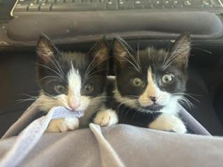 Enlarge Sophie and Sinclair, a ADOPTABLE Domestic Short Hair in Fairfax, VA image 2/4