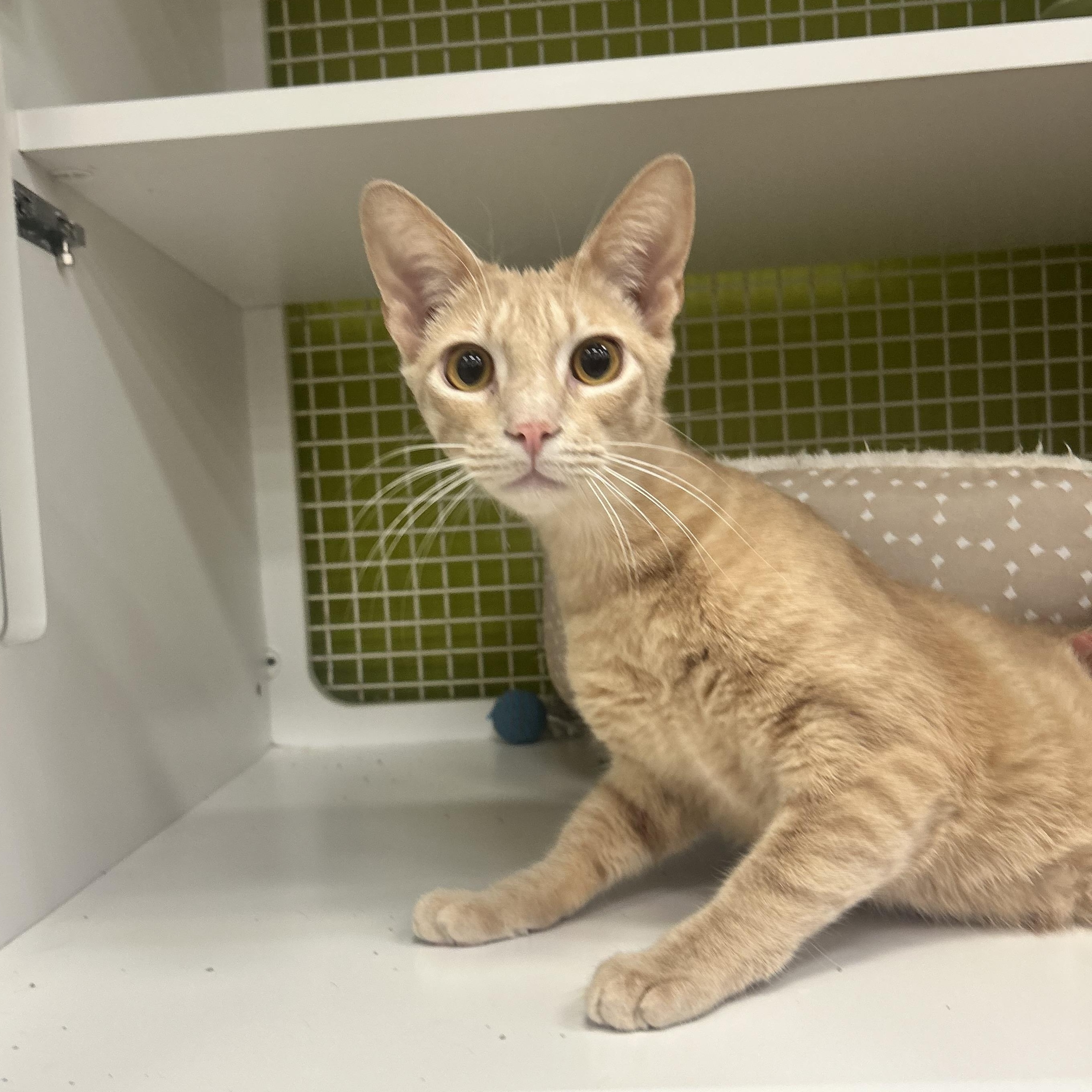Tangie INDOOR ONLY, an adopted mixed breed in Elk Grove, CA image 5/6