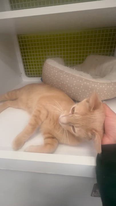 Enlarge Tangie INDOOR ONLY, an adopted mixed breed in Elk Grove, CA video 6/6