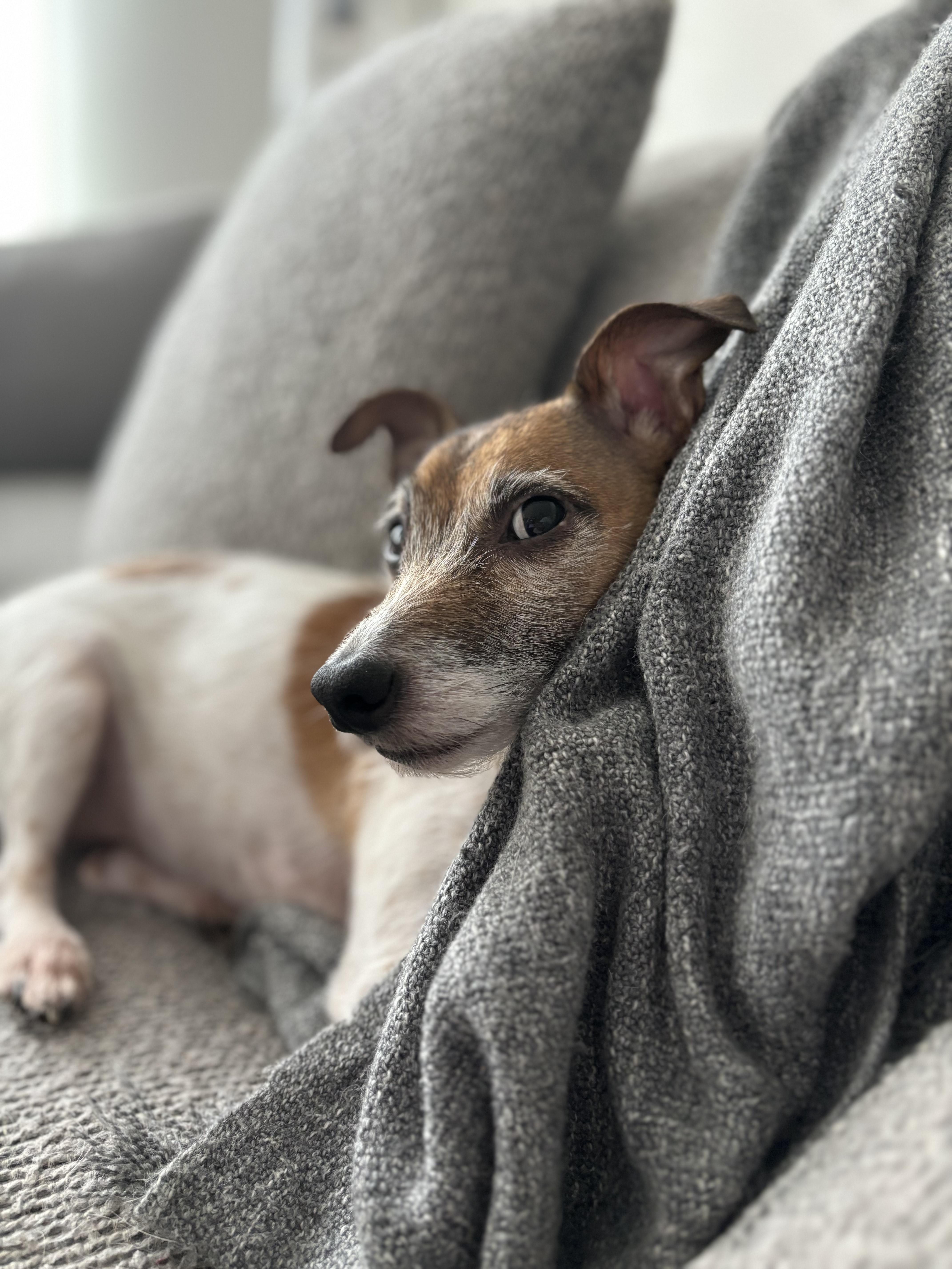 Enlarge Greg, an adopted Jack Russell Terrier in Highland, NY image 3/6