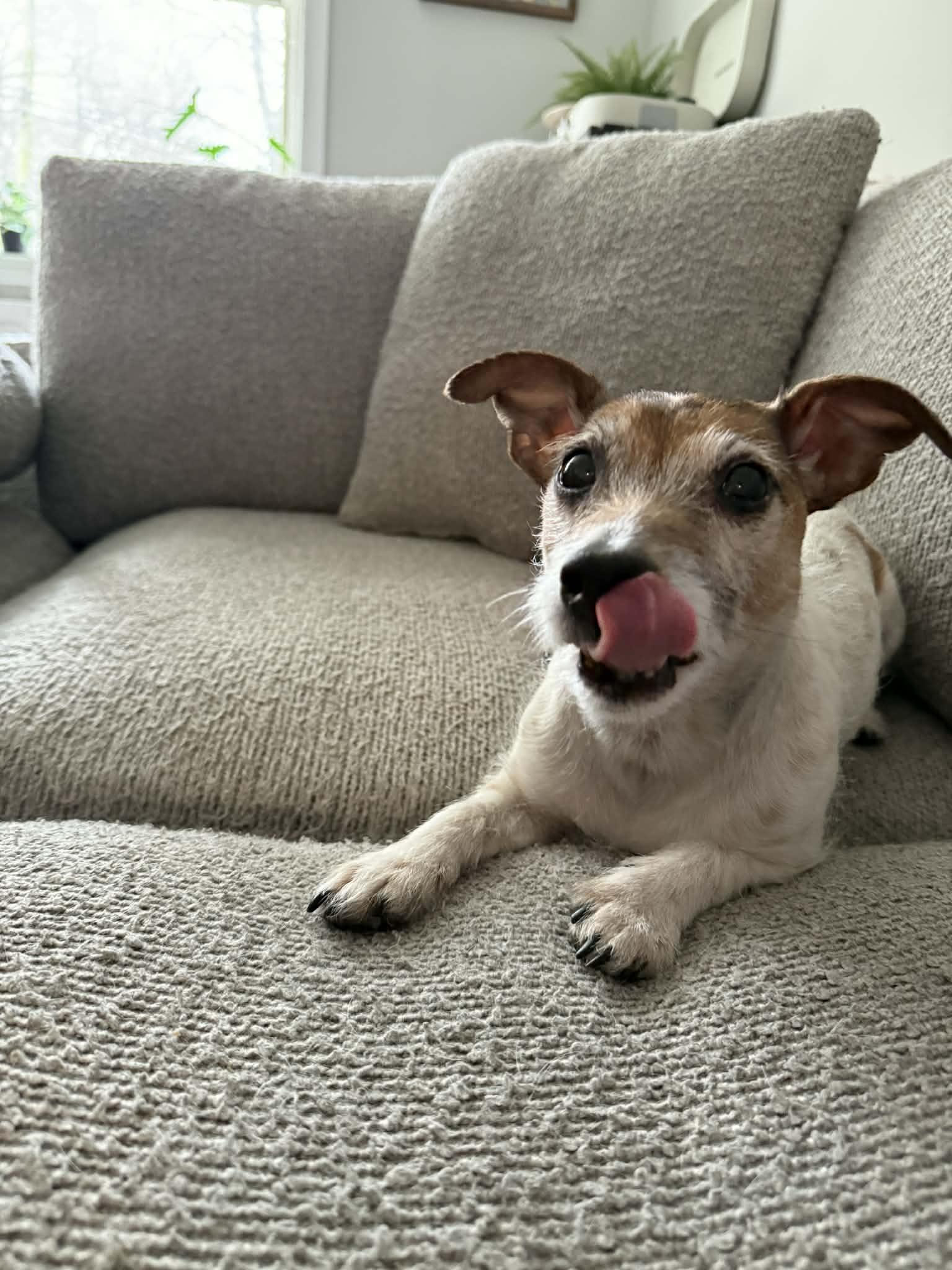 Enlarge Greg, an adopted Jack Russell Terrier in Highland, NY image 6/6