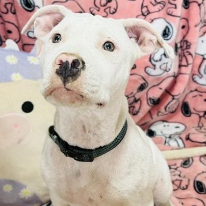 Dixie prev. Ellie, Adoptable, Puppy Female Mixed Breed.