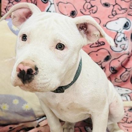 Dixie prev. Ellie, a Adoptable Mixed Breed in Williston, FL image 2/5