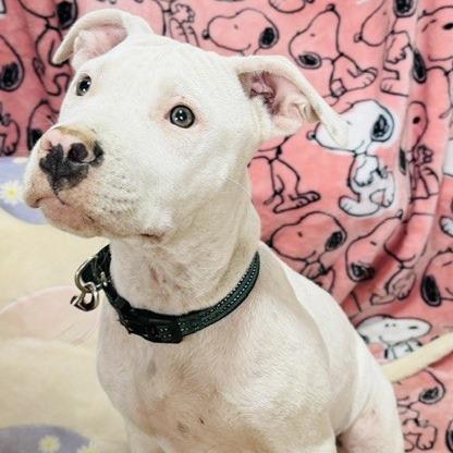 Dixie prev. Ellie, a Adoptable Mixed Breed in Williston, FL image 3/5