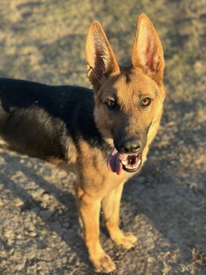 Ukulele, Adoptable, Young Female German Shepherd Dog & Mixed Breed.