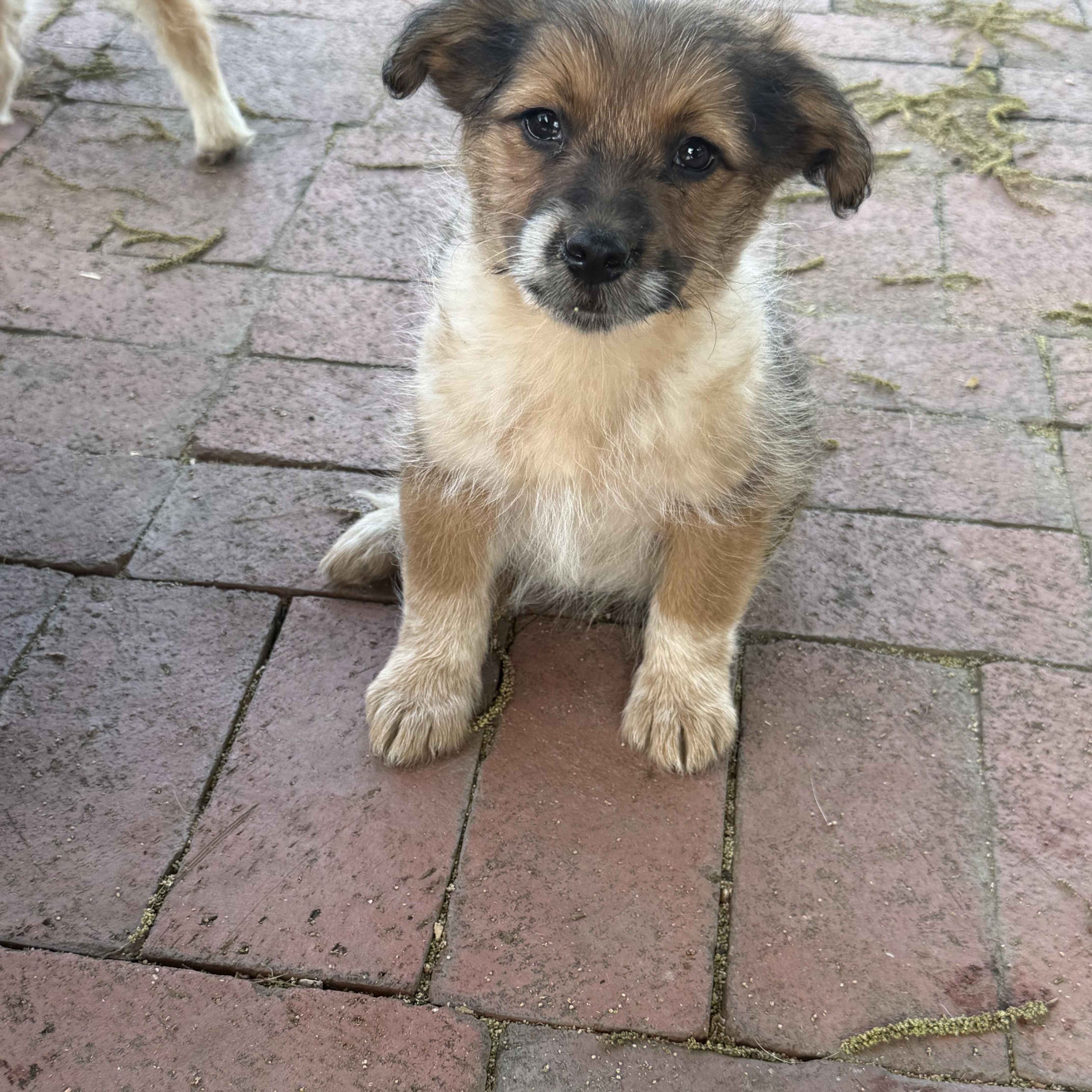 Bock, an adopted mixed breed in Fresno, CA image 1/6