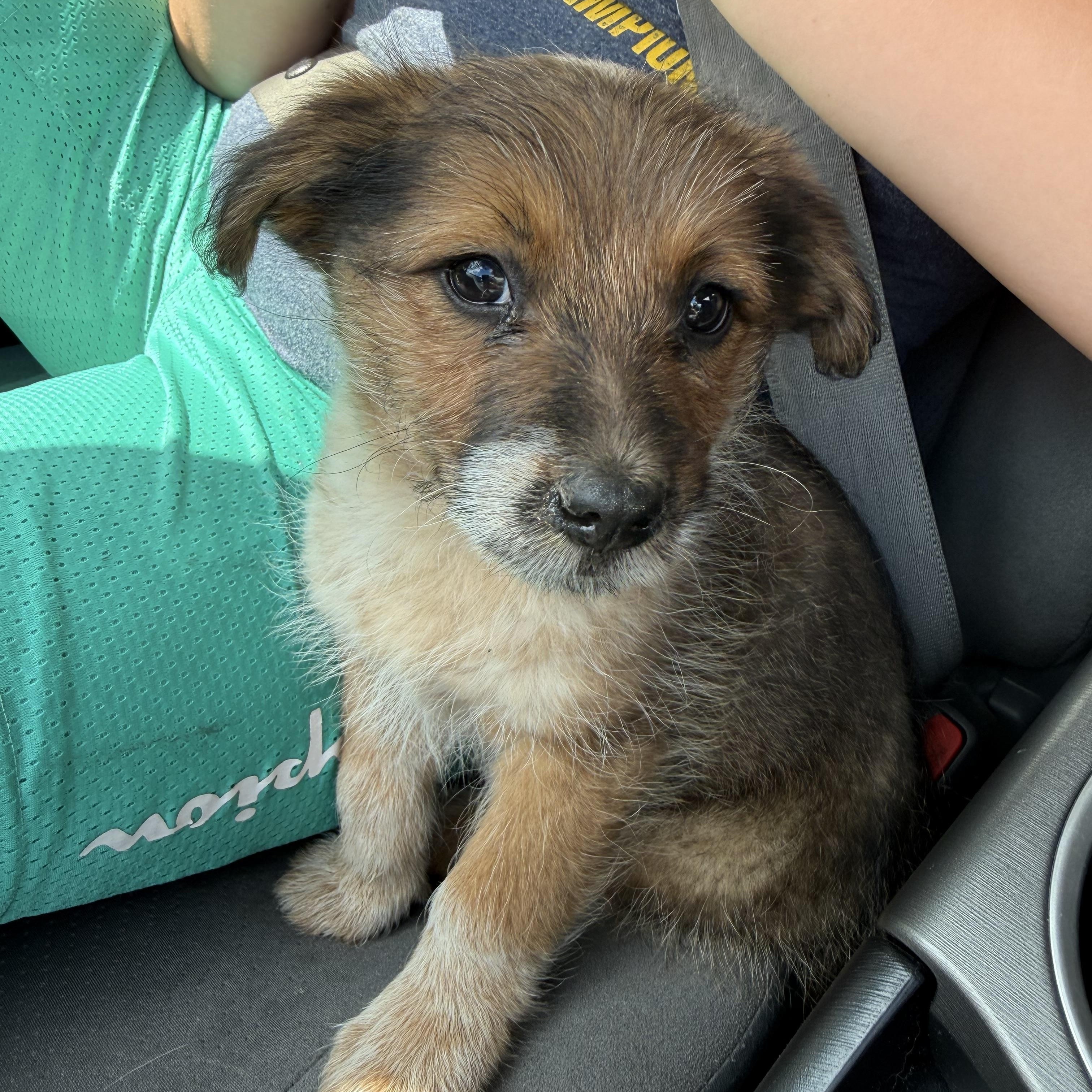 Bock, an adopted mixed breed in Fresno, CA image 5/6
